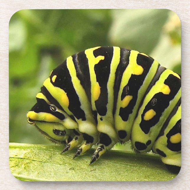 Black Swallowtail Caterpillar Coaster (Front)