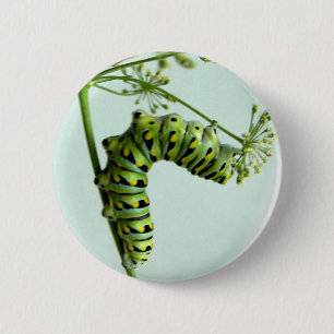 Black Swallowtail Caterpillar eating parsley 2 Inch Round Button