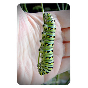 Black Swallowtail Caterpillar Eating Parsley  Magnet