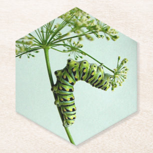 Black Swallowtail Caterpillar eating parsley Paper Coaster
