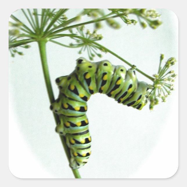 Black Swallowtail Caterpillar eating parsley Square Sticker (Front)