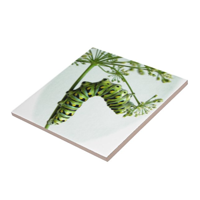 Black Swallowtail Caterpillar eating parsley Tile (Side)