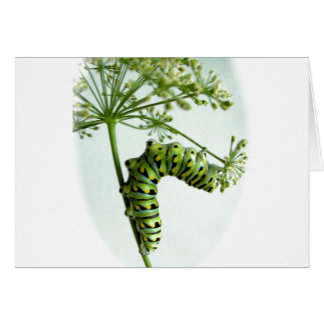 Black Swallowtail Caterpillar mangeant du persil