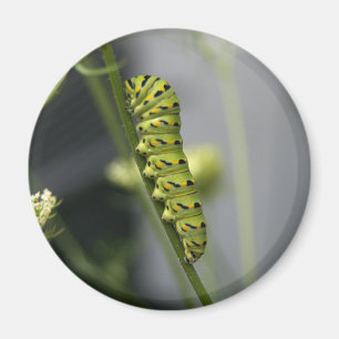 Black swallowtail caterpillar (parsleyworm) on Dil Magnet