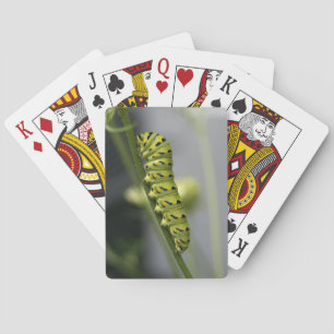 Black swallowtail caterpillar (parsleyworm) on Dil Playing Cards