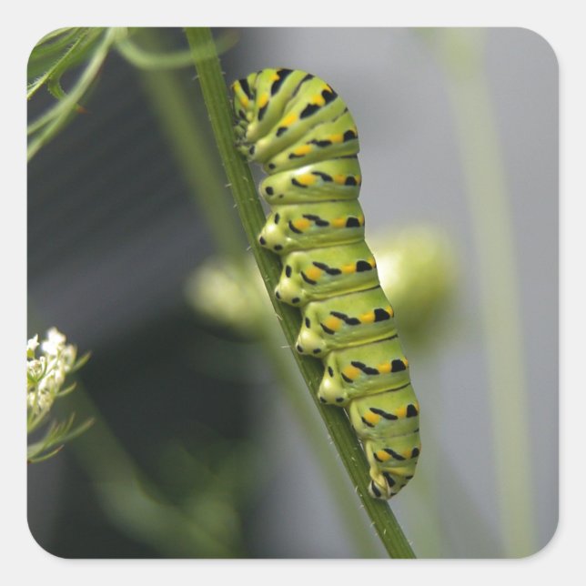Black swallowtail caterpillar (parsleyworm) on Dil Square Sticker (Front)