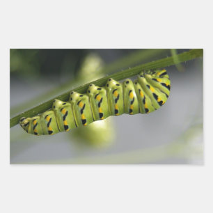 Black swallowtail caterpillar (parsleyworm) on Dil Sticker