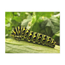Black Swallowtail Caterpillar