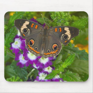 Black Swallowtail Mouse Pad