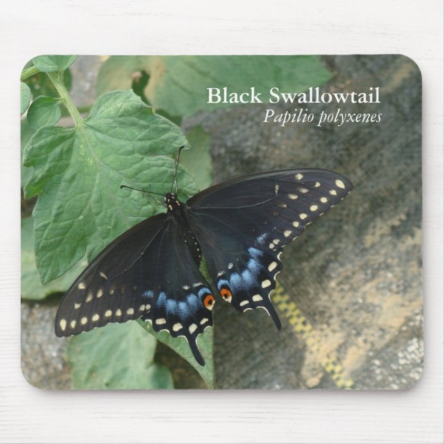 Black Swallowtail Mousepad (Front)