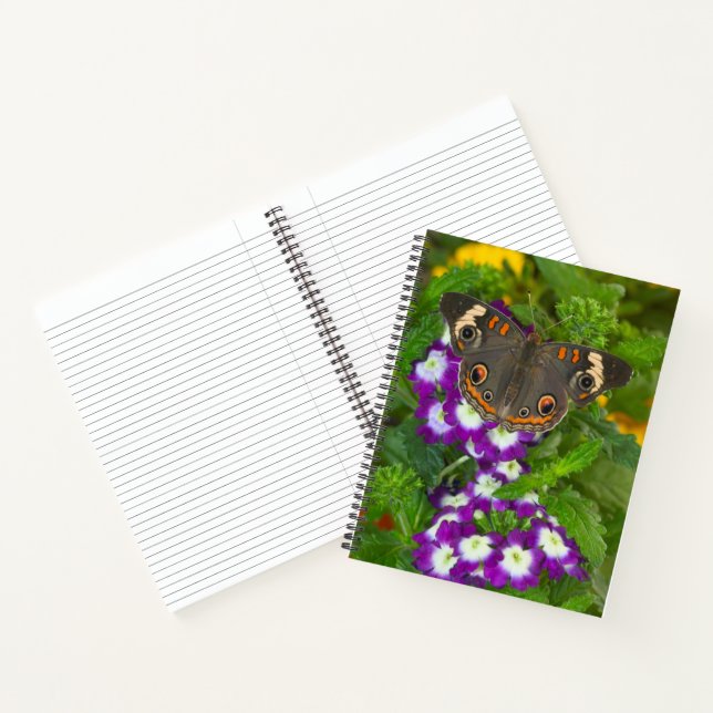Black Swallowtail Notebook (Inside)