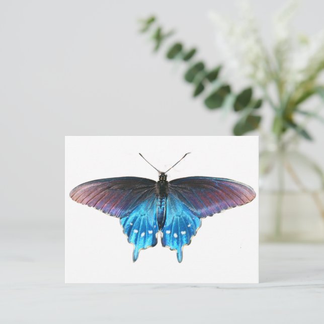 Black Swallowtail on the New River Postcard (Standing Front)