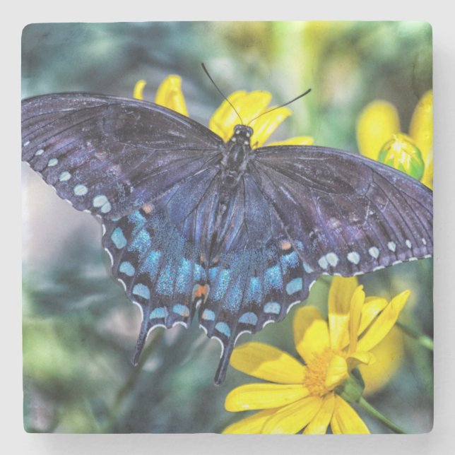 Black Swallowtail on yellow flowers Stone Coaster (Front)