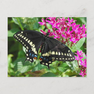 Black Swallowtail Postcard