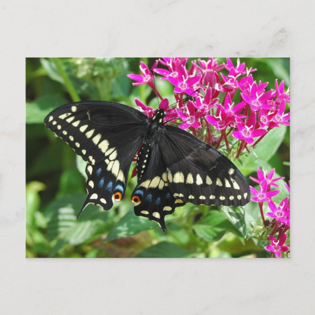 Black Swallowtail Postcard (Front)