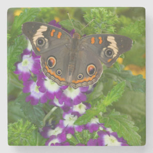 Black Swallowtail Stone Coaster
