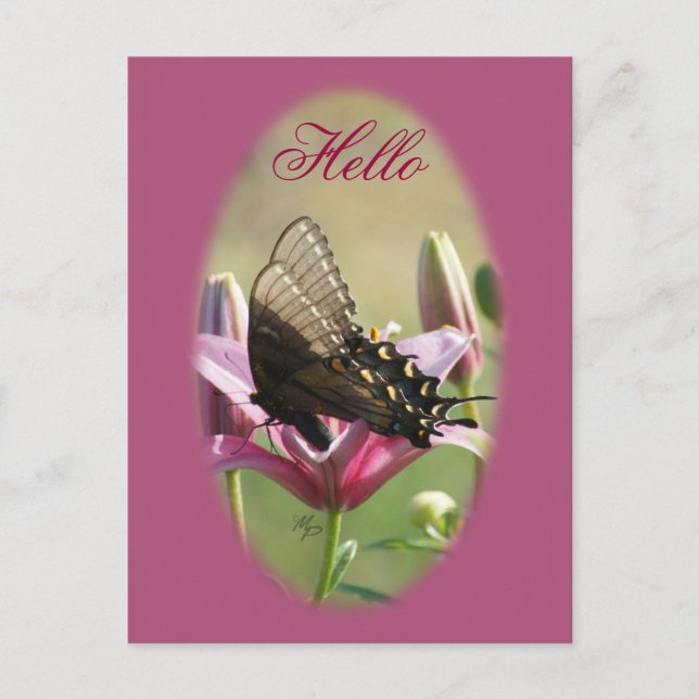 Black Swallowtail sur carte postale Lily Blank (Devant)