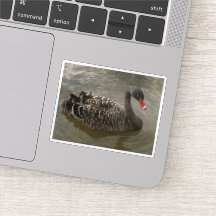 Black Swan