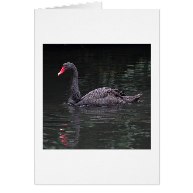 Black Swan (Front)