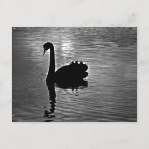 Black Swan - Australian Native Animal Postcard