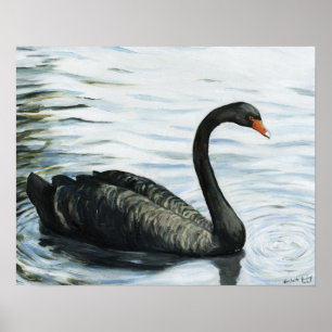 "Black Swan" Bird Art Print