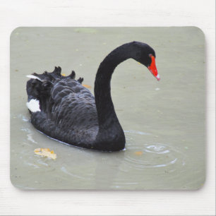 Black swan bird mouse pad