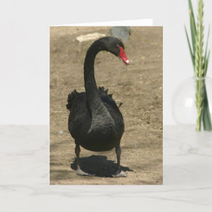 Black Swan Card