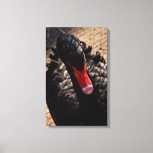 Black swan close canvas print