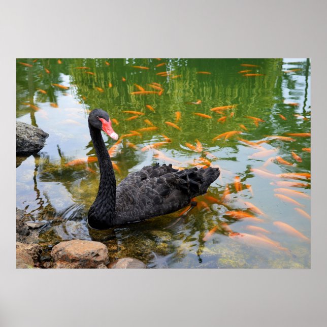Black Swan in a Goldfish Pond Poster (Front)