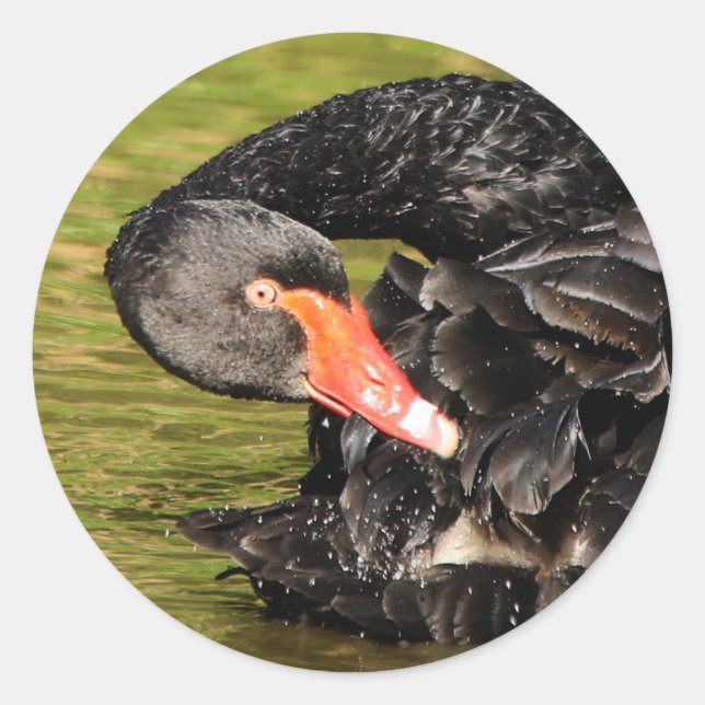 Black Swan in the Pond Classic Round Sticker (Front)