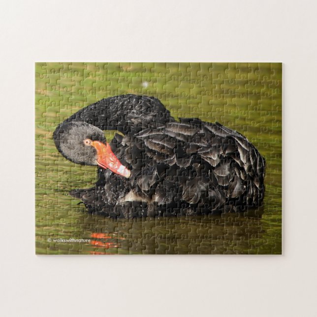 Black Swan in the Pond Jigsaw Puzzle (Horizontal)