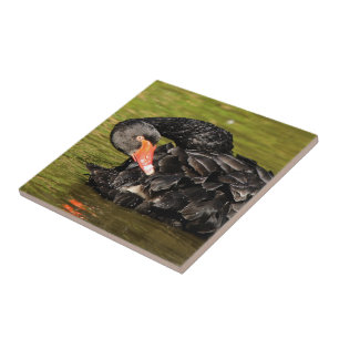 Black Swan in the Pond Tile