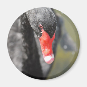 Black Swan Magnet