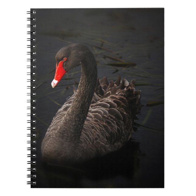 Black Swan Notebook (Front)