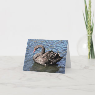 Black Swan Photo Folded Note Card
