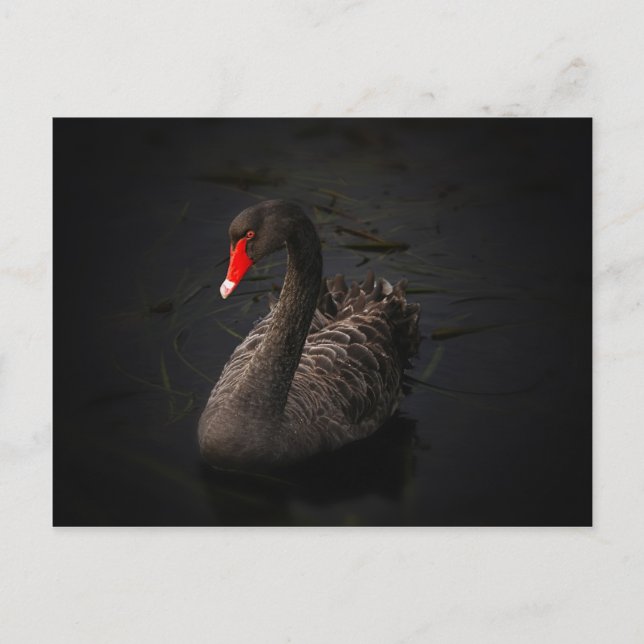 Black swan postcard (Front)