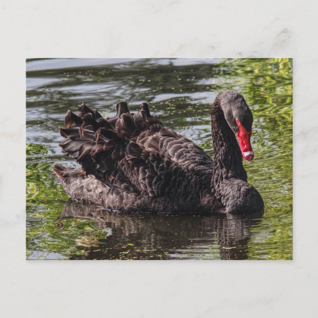Black Swan, Roath Park Lake, Cardiff, Wales. Postcard (Front)