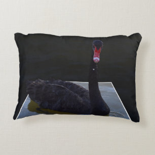 Black Swan Swimming In Dimensional Pond, Accent Pillow