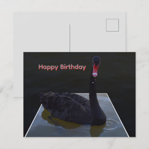 Black Swan Swimming In Dimensional Pond, Postcard