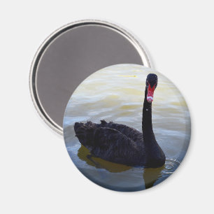 Black Swan Swimming On The River, Magnet