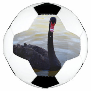 Black Swan Swimming On The River, Soccer Ball