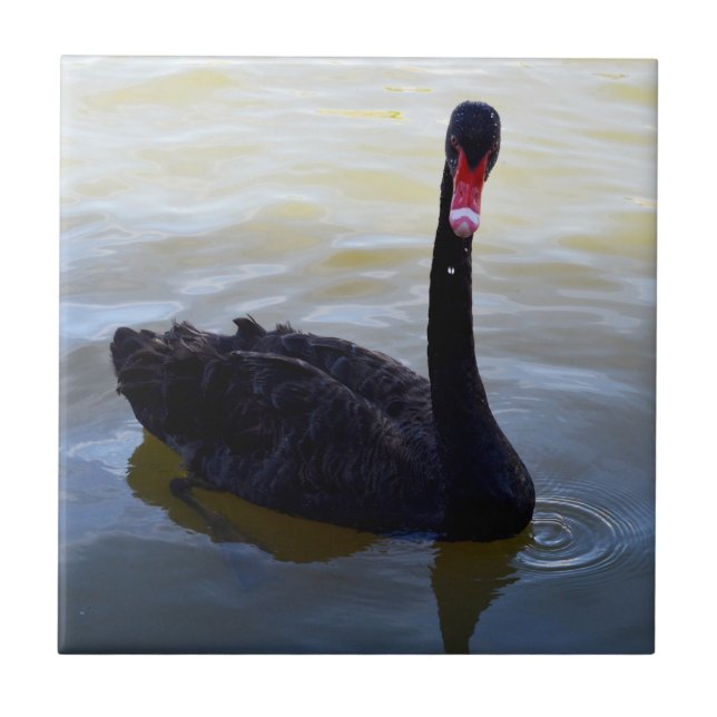 Black Swan Swimming On The River, Tile (Front)