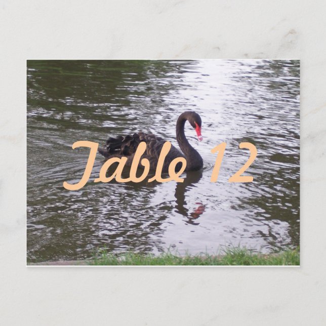 Black Swan Table Number Postcard (Front)