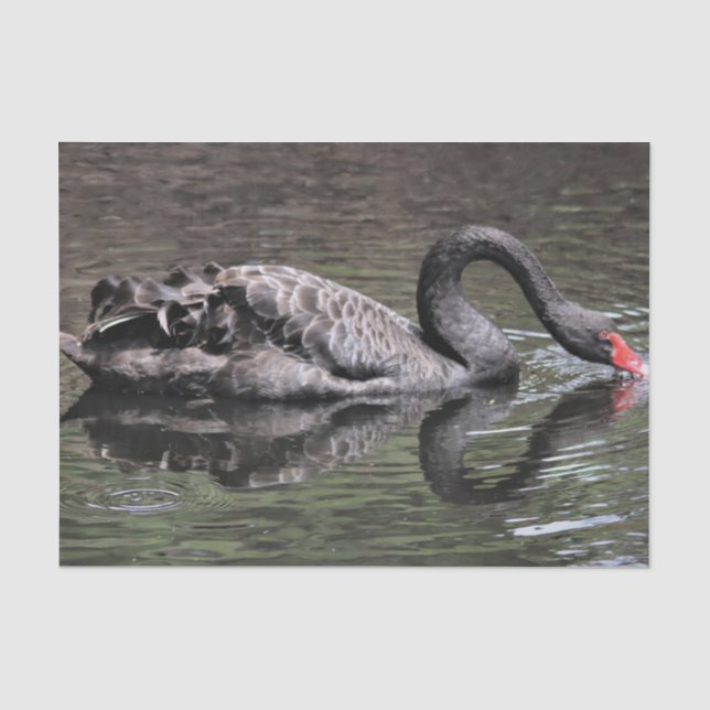 Black Swan Tissue Paper (Front)