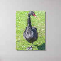 Black swan up close canvas print