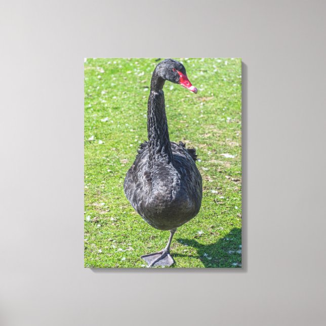 Black swan up close canvas print (Front)