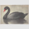 Black Swan Watercolor Decoupage Bird Illustration