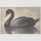Black Swan Watercolor Decoupage Bird Illustration