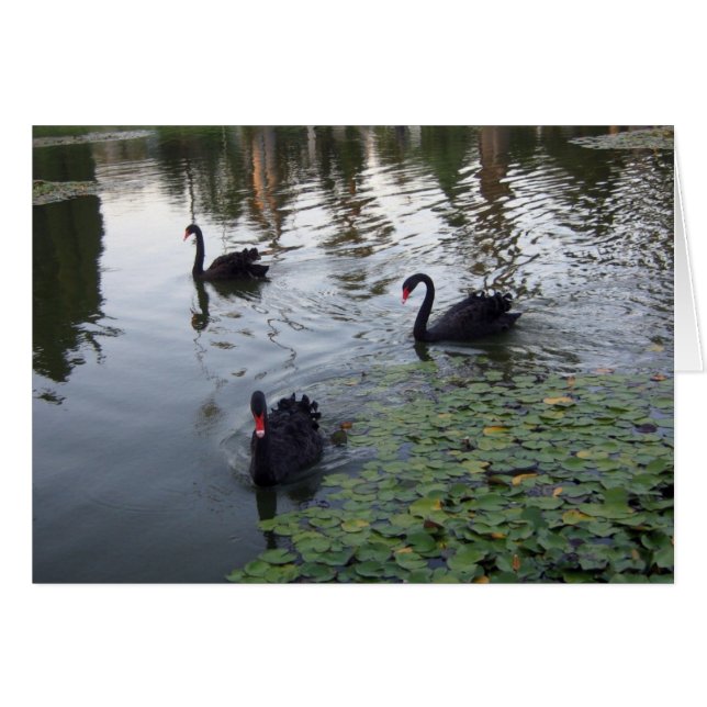 Black Swans Card (Front Horizontal)