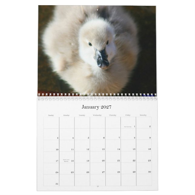 Black Swans & Cygnets Wall Calendar (Jan 2027)